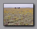 Click to enlarge 837 shelr bpk 14062005 hikers yellow flowers rst.jpg